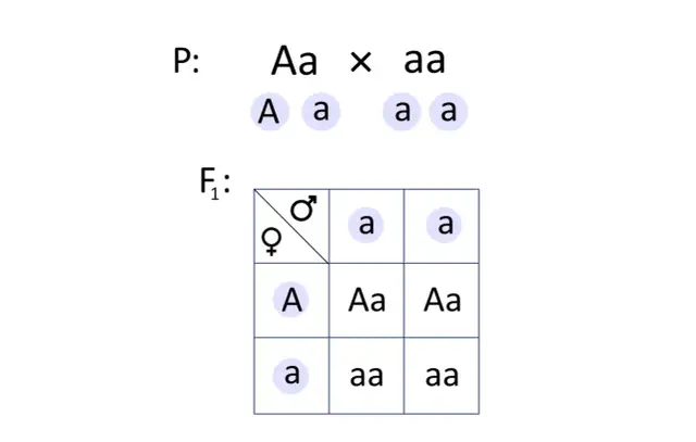 Allele dominujące i recesywne: Genetyka dla każdego zrozum i kliknij!