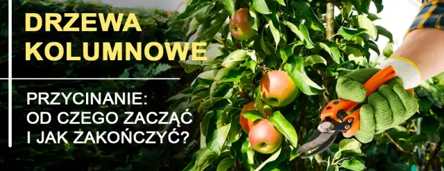 Jak przycinać drzewa kolumnowe, aby uniknąć błędów i poprawić plony