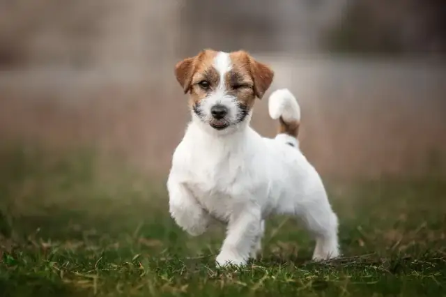 Szczeniak jack russell terrier ile powinien jeść, by uniknąć problemów zdrowotnych