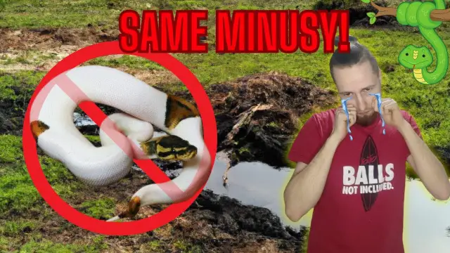 Jak namówić rodziców na węża i uniknąć najczęstszych obaw