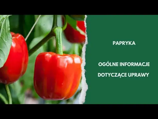 Uprawa papryki: od nasion do zbiorów Twój przewodnik po sukcesie!