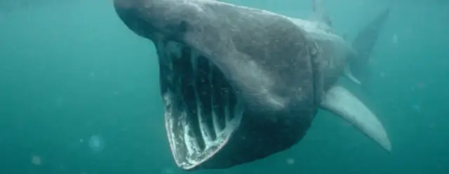 Czy w Bałtyku są rekiny? Rzadkie gatunki i ich bezpieczeństwo dla ludzi