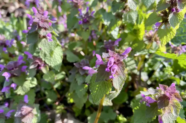 Fioletowe chwasty w ogrodzie: Jak je rozpoznać i skutecznie zwalczyć?
