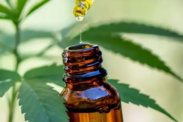 Jaki olej CBD dla psa wybrać, by uniknąć problemów zdrowotnych?