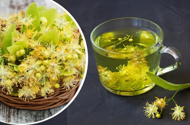 Kwiat lipy kiedy zbierać – najlepszy czas na zbiór dla jakości