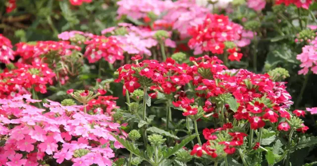 Jakie kwiaty sadzić w marcu, aby cieszyć się pięknym ogrodem?