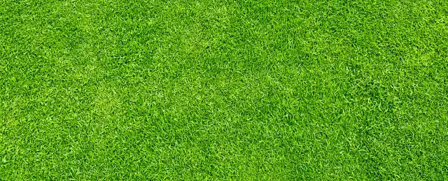 Jaki torf pod trawnik? Wybierz najlepszy torf dla zdrowej trawy