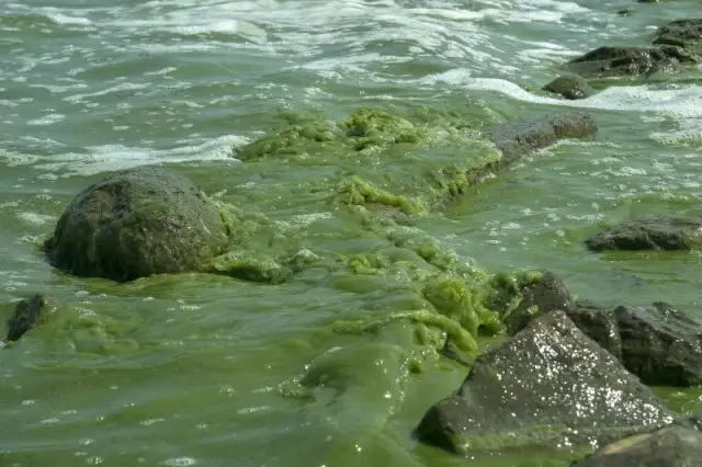 Jak wyglądają sinice w Bałtyku i jak je rozpoznać w wodzie