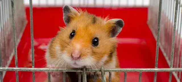 Czy chomik uczula dzieci? Objawy alergii, które warto znać