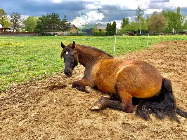 Jak śpi koń? Odkryj sekrety snu na stojąco i fazy REM!