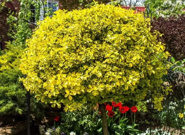 Jak przycinać trzmielinę na pniu, aby uniknąć błędów i osłabienia rośliny