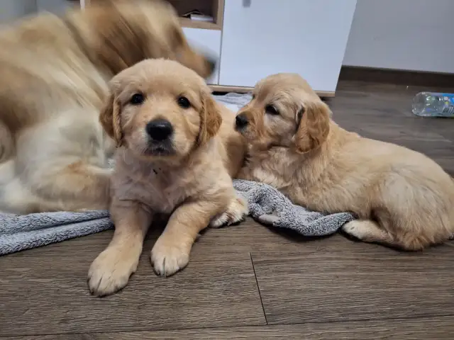 Gdzie kupić Golden Retrievera? Sprawdź bezpieczne hodowle ZKwP