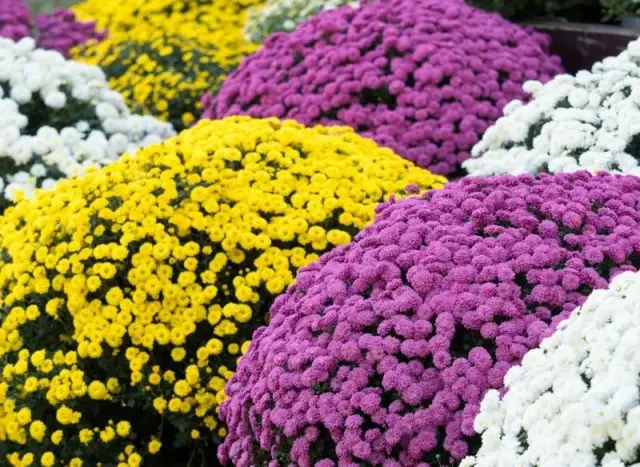 Czy chryzantema przezimuje w gruncie? Odkryj mrozoodporne odmiany