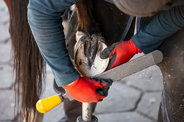 Jak leczyć ochwat u konia: skuteczne metody i ważne kroki terapeutyczne