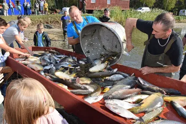 Gdzie zjeść w Dolinie Baryczy? Karp milicki i regionalne przysmaki