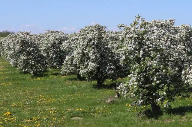 Rząd kwitnących jabłoni w pełni wiosny, kiedy kwitną jabłonie, tworzy białą chmurę na tle błękitnego nieba.