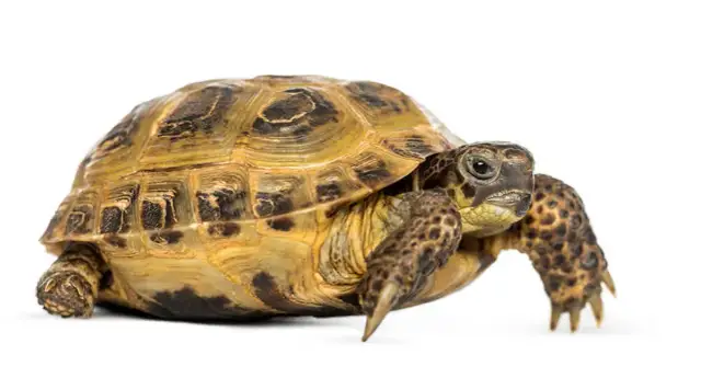 Ile kosztuje żółw stepowy? Zobacz, co wpływa na cenę tego gada