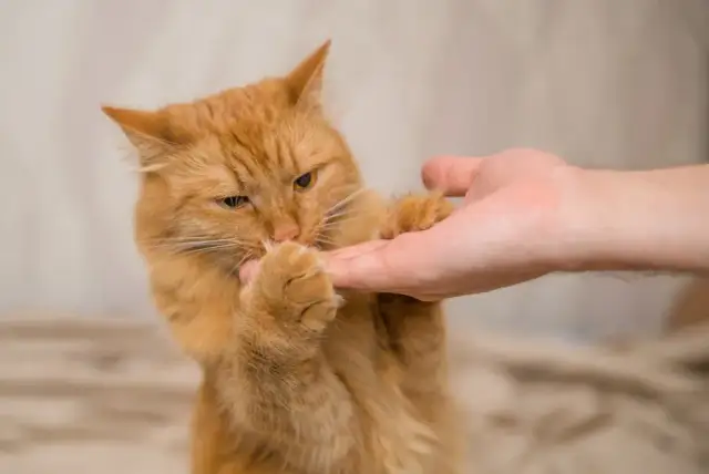 Jak wytresować kota: skuteczne metody na lepsze zachowanie pupila