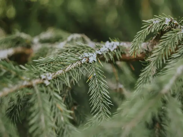 Przycinanie świerków: kiedy, jak i czego unikać? Pełny poradnik