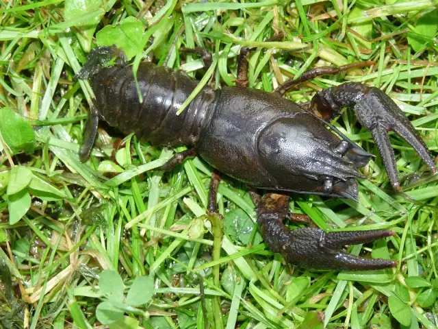 Czym żywi się rak rzeczny? Zaskakujące fakty o jego diecie