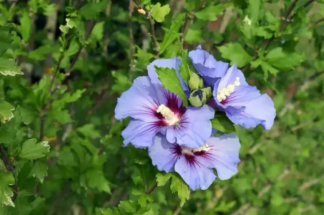 Kiedy sadzimy hibiskus, aby uniknąć niepowodzeń w uprawie?