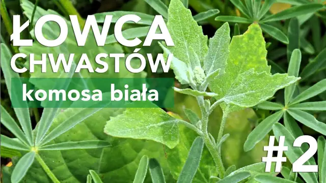 Jak skutecznie zwalczać chwast komosa i chronić swoje uprawy