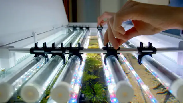 Ile światła w akwarium: jak uniknąć błędów w oświetleniu roślin