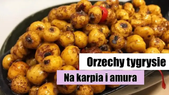 Orzech tygrysi: Skuteczna przynęta na duże karpie i amury? Poradnik.