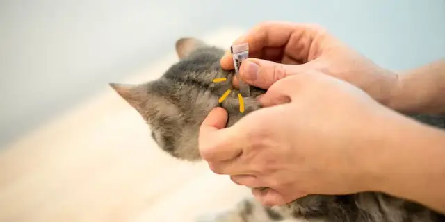 ¿A los gatos se les pega las garrapatas? Riesgos y prevención esenciales