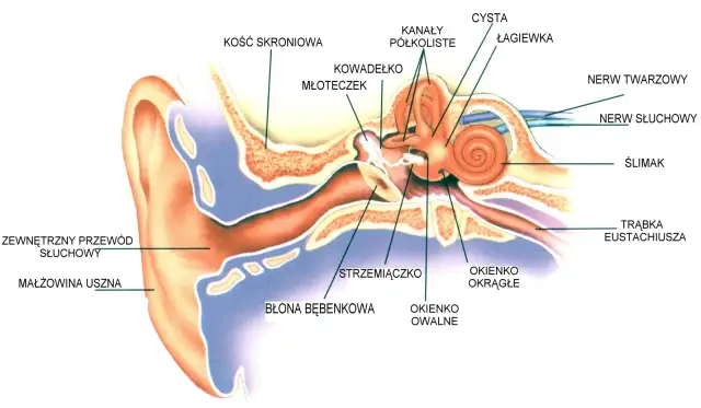 Ucho środkowe: Anatomia, słyszenie i jak dbać o zdrowy słuch?