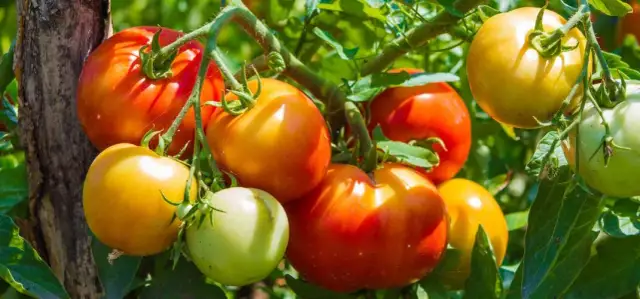 Czy nawóz koński pod pomidory? Odkryj korzyści i ryzyko stosowania