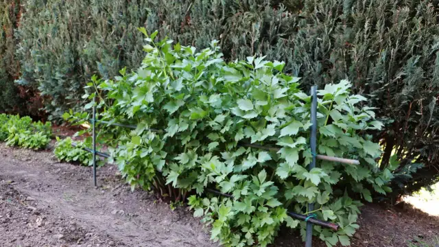 Jak siać lubczyk? Krok po kroku do aromatycznego ogrodu!