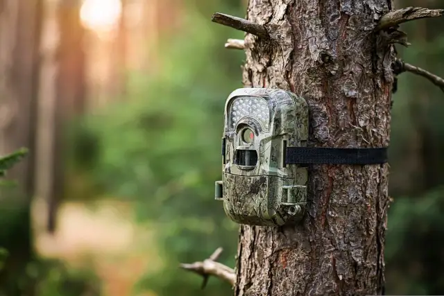 Czy w lesie są kamery? Oto, co musisz wiedzieć o monitoringu