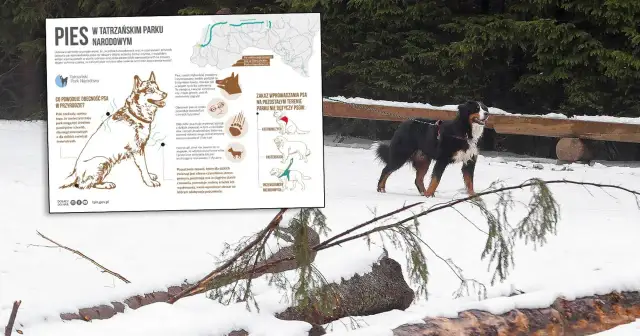 Czy w Zakopanem jest bezpiecznie? Poznaj prawdziwe zagrożenia dla turystów