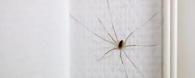 Czy pająki w domu są pożyteczne? Oto co warto wiedzieć o ich obecności
