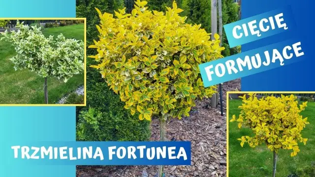 Jak przycinać trzmielinę, aby uniknąć błędów i uzyskać piękne rośliny