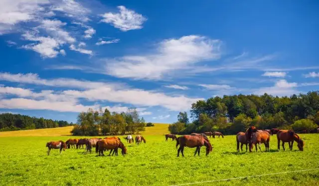 Największa stadnina koni na świecie: Tajemnice i niezwykłe rasy