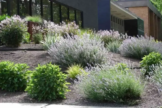 Co zamiast trawnika? Odkryj ekologiczne i łatwe w pielęgnacji alternatywy