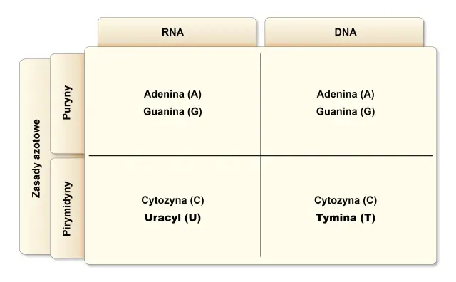 DNA i RNA: Jak działają kwasy nukleinowe? Budowa i funkcje