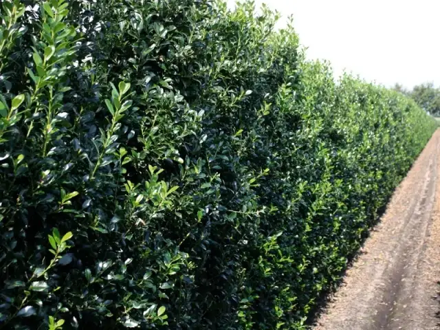 Jak gęsto sadzić ostrokrzew na żywopłot, aby uniknąć błędów?