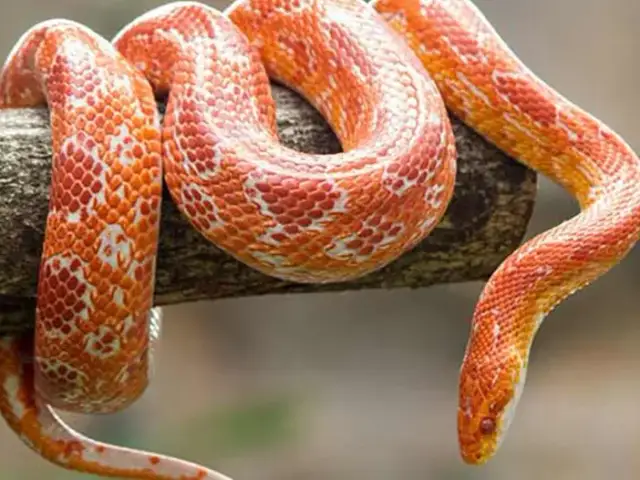 Wąż zbożowy: Ile żyje i jak zapewnić mu ponad 20 lat życia?