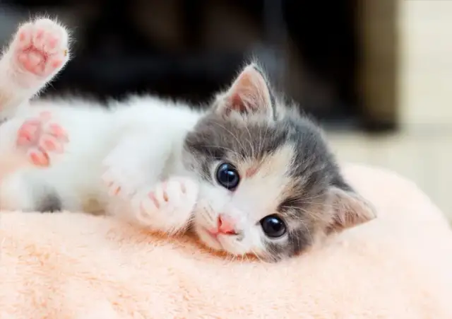 Jak wychowywać małego kotka: kluczowe wskazówki dla szczęśliwego życia