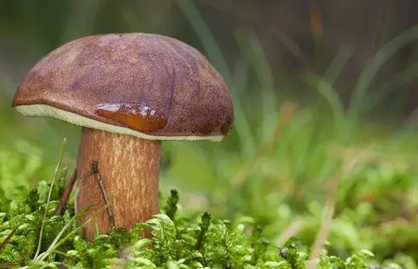 Jak rozpoznać duży podgrzybek - szczegółowy opis wyglądu i wymiarów grzyba