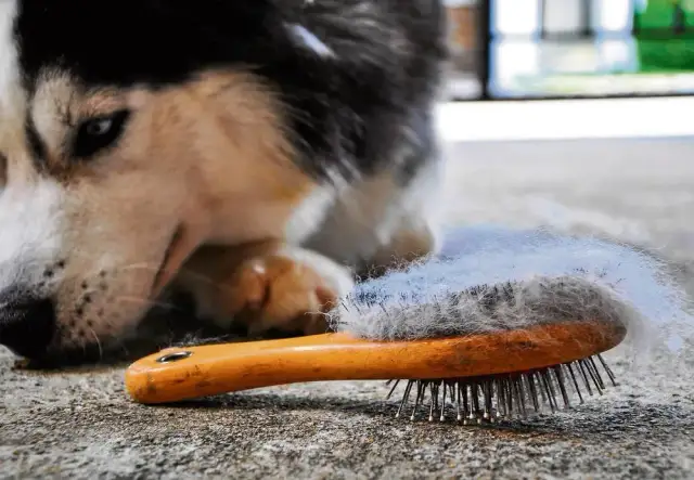 Kiedy pies zmienia sierść? Poznaj sekrety sezonowego linienia