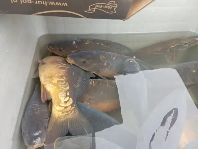 Czy pies może jeść karpia? Uważaj na te niebezpieczeństwa!