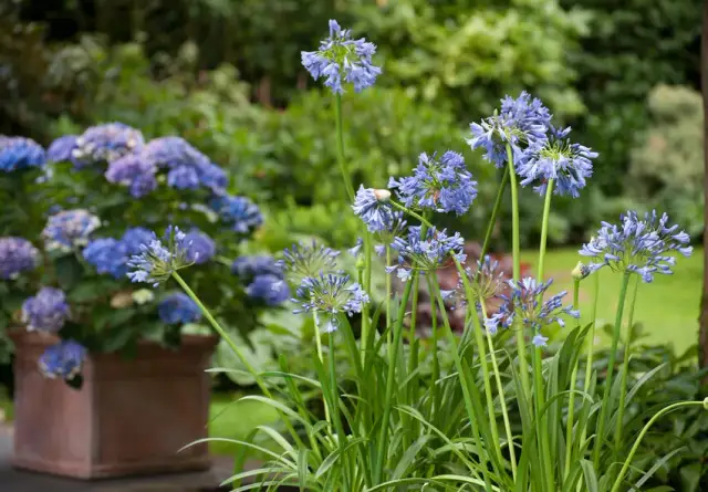 Czy agapant zimuje w gruncie? Kluczowe informacje o przetrwaniu zimy