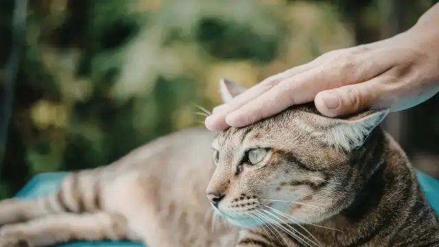 Delikatne głaskanie kota, który leży spokojnie. W tle zieleń. Dbanie o zdrowie kota, w tym profilaktyka przeciw nicieniom, to podstawa.
