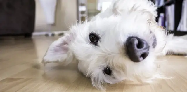 Jak pozbyć się sierści w praniu? Oto skuteczne metody na problem