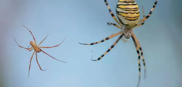 Jak rozmnażają się pająki? Odkryj ich zaskakujące zwyczaje!