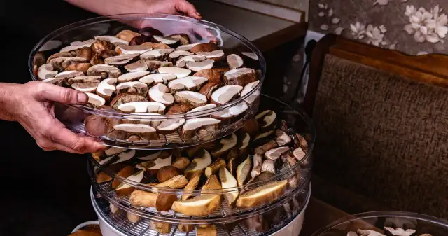 Ile prądu pobiera suszarka do grzybów i jak obniżyć koszty?